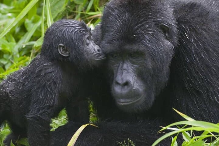 3-Day Bwindi Gorilla Trekking and Batwa Cultural Experience in Uganda