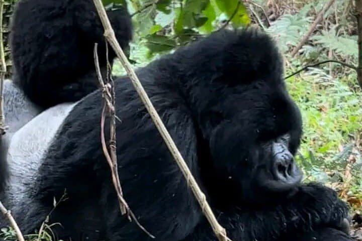 3-Day Bwindi Gorilla Trekking and Batwa Cultural Experience in Uganda photo 2