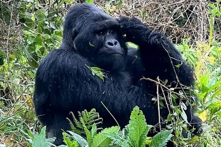 3-Day Bwindi Gorilla Trekking and Batwa Cultural Experience in Uganda photo 3