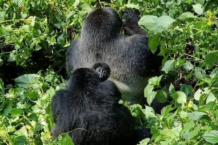 3-Day Bwindi Gorilla Trekking and Batwa Cultural Experience in Uganda photo 4