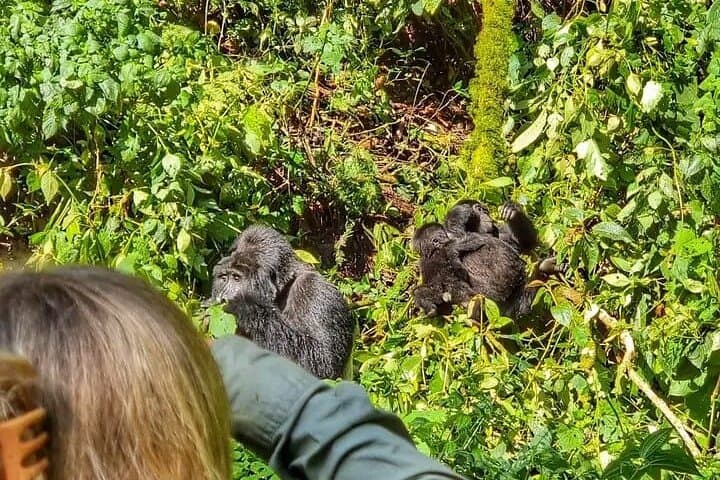 3-Day Bwindi Gorilla Trekking and Batwa Cultural Experience in Uganda photo 5