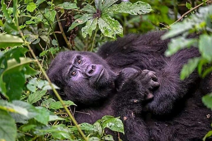 3-Day Bwindi Gorilla Trekking and Batwa Cultural Experience in Uganda photo 6