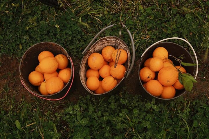 Organic Orange Picking & Jam Making in Silves — Farm-to-Table Algarve Experience photo 5