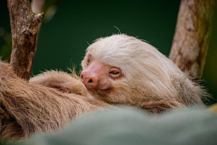 Rio Celeste Hike, Sloth Sanctuary & Llanos de Cortes Waterfall — Full-Day Adventure from Guanacaste photo 4