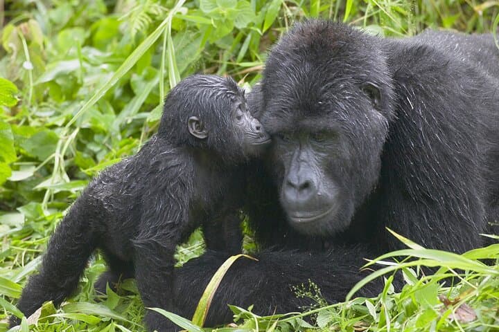 5-Day Private Uganda Gorillas and Chimps Tour — Bwindi & Kibale Primate Safari