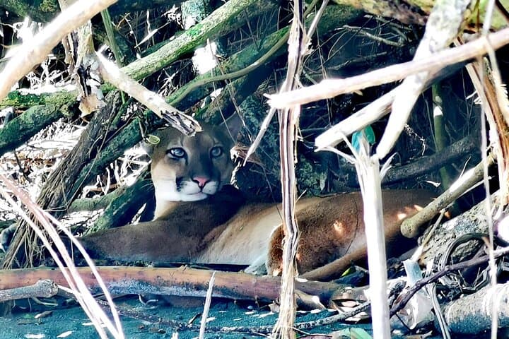 Sirena Station Corcovado Day Tour — Wildlife Hike from Drake Bay photo 1