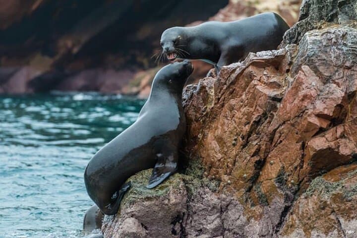 Islas Ballestas Shared Tour: Paracas Wildlife and Huacachina Dunes Full-Day photo 4