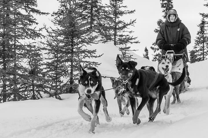 Subarctic Dog Sledding Tour near Fairbanks — 10-Mile Mushing Experience photo 3