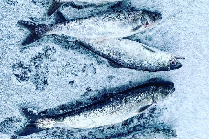 Aurora Ice: Fairbanks Ice Fishing and Northern Lights Salmon Dinner photo 3