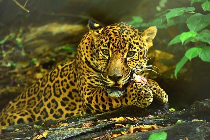 Maya Key Roatán: Secluded Island Day with Mayan Plaza, Snorkel & Animal Rescue photo 3