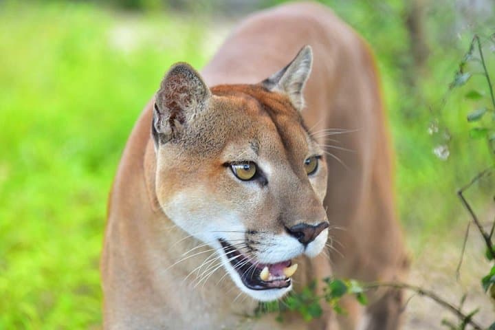Maya Key Roatán: Secluded Island Day with Mayan Plaza, Snorkel & Animal Rescue photo 4