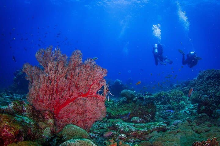 Morning Two-Tank Dive Trip at Nusa Penida Reefs