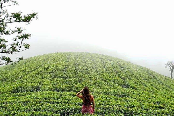 7-Day Private Sri Lanka Tour: Safari, Sigiriya & Hill Country photo 4