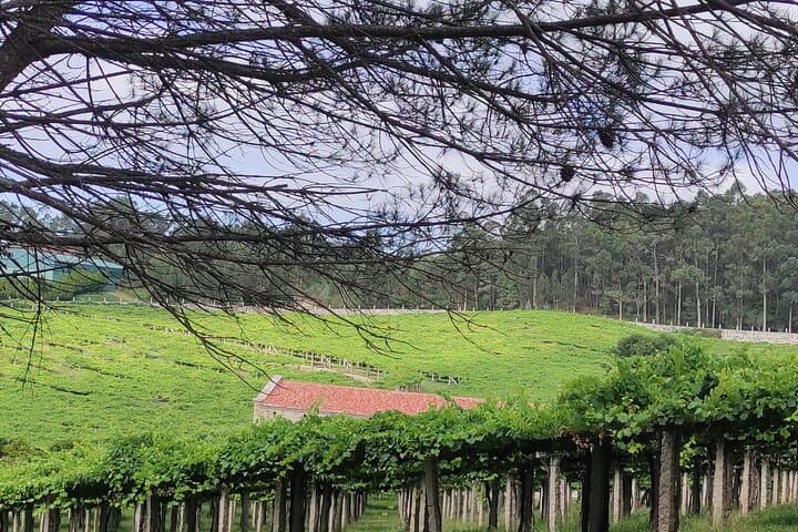 Private Rías Baixas Shore Tour — Wineries, Combarro & Island Mussel Farms photo 4