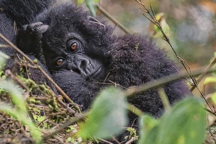 3-Day Rwanda–Uganda Gorilla Trekking Safari: Bwindi Rushaga Expedition