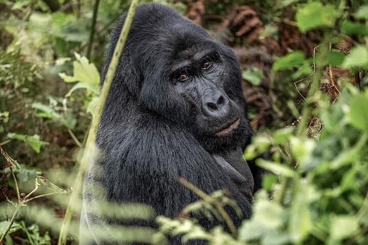 3-Day Rwanda–Uganda Gorilla Trekking Safari: Bwindi Rushaga Expedition photo 2