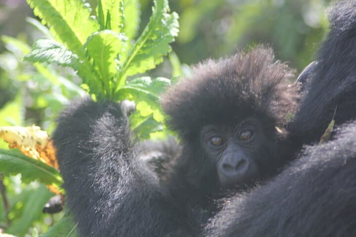 3-Day Rwanda–Uganda Gorilla Trekking Safari: Bwindi Rushaga Expedition photo 3