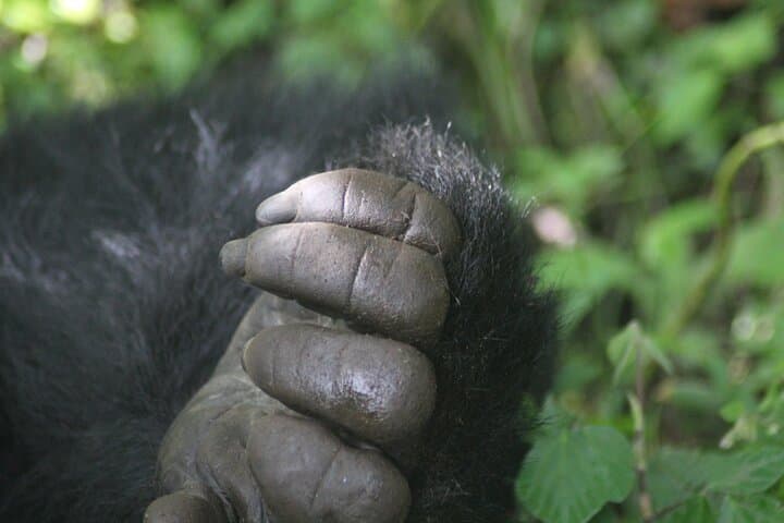 3-Day Rwanda–Uganda Gorilla Trekking Safari: Bwindi Rushaga Expedition photo 4