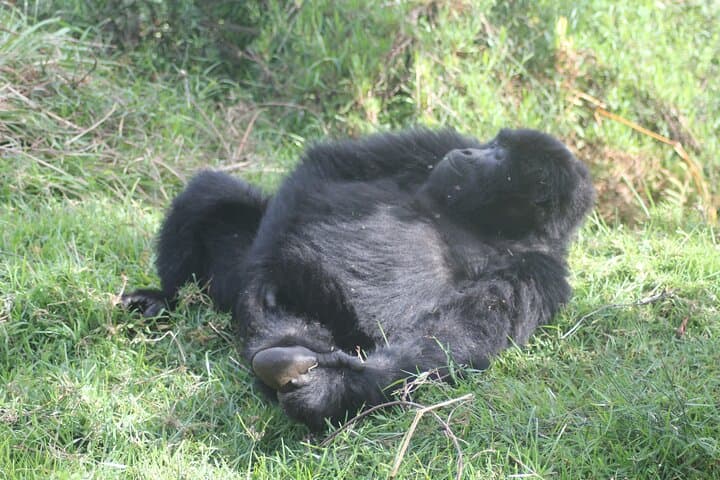 3-Day Rwanda–Uganda Gorilla Trekking Safari: Bwindi Rushaga Expedition photo 5