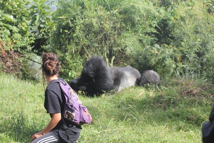 3-Day Rwanda–Uganda Gorilla Trekking Safari: Bwindi Rushaga Expedition photo 6