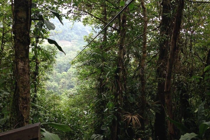 Cloud-Forest Canopy & Hanging Bridges Day Trip from San José — Zipline, Trails, Lunch photo 3
