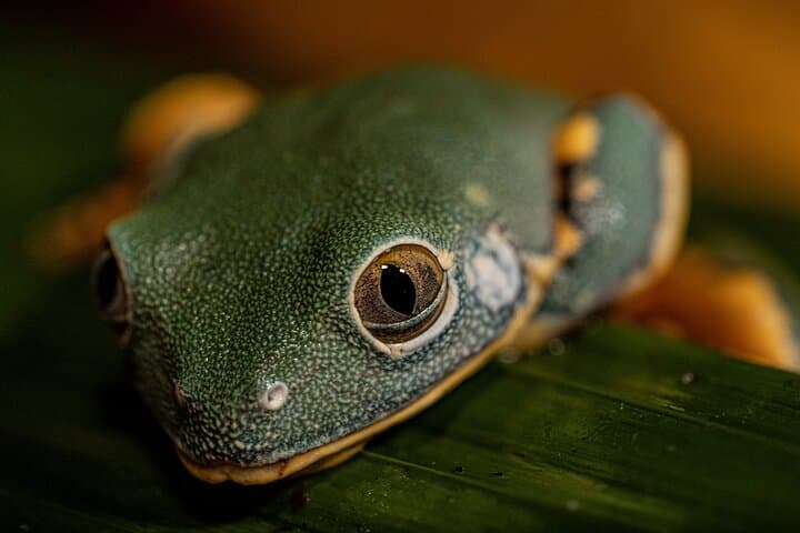 Síndria Twilight Walk Through the Rainforest: Night Hike & Hot Springs Near La Fortuna photo 2