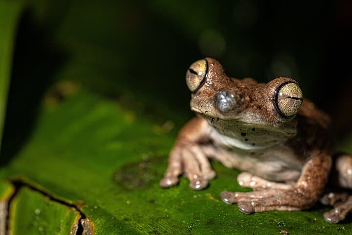 Síndria Twilight Walk Through the Rainforest: Night Hike & Hot Springs Near La Fortuna photo 3
