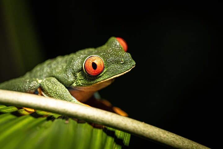 Síndria Twilight Walk Through the Rainforest: Night Hike & Hot Springs Near La Fortuna photo 4