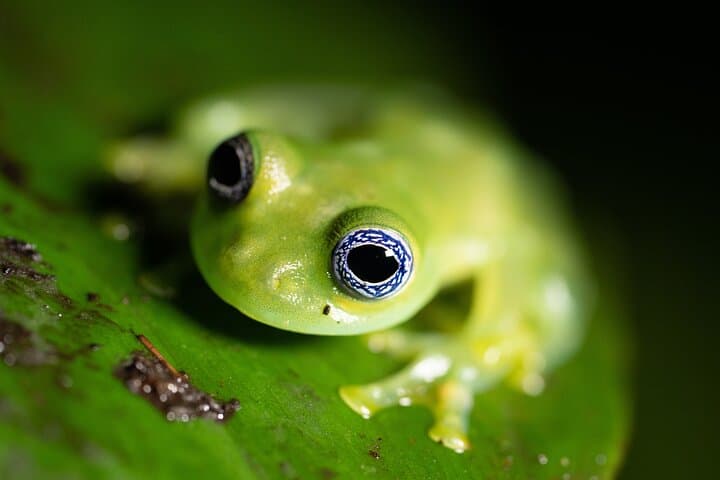 Síndria Twilight Walk Through the Rainforest: Night Hike & Hot Springs Near La Fortuna photo 5