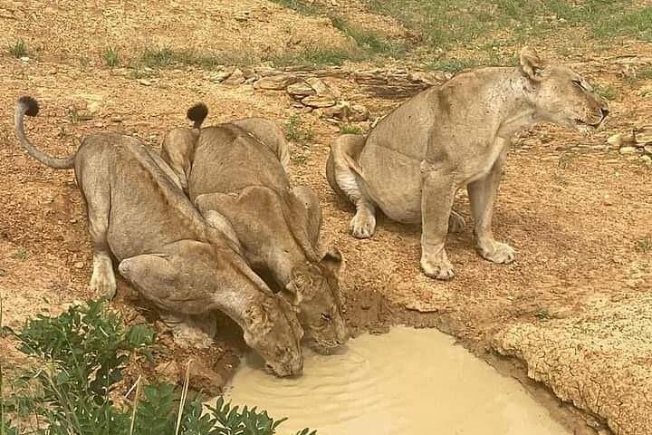 Private Mikumi 1-Day Safari from Zanzibar — Full-Day Wildlife Experience photo 2