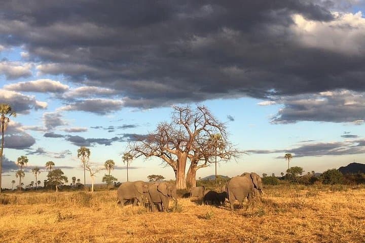 Private Mikumi 1-Day Safari from Zanzibar — Full-Day Wildlife Experience photo 1