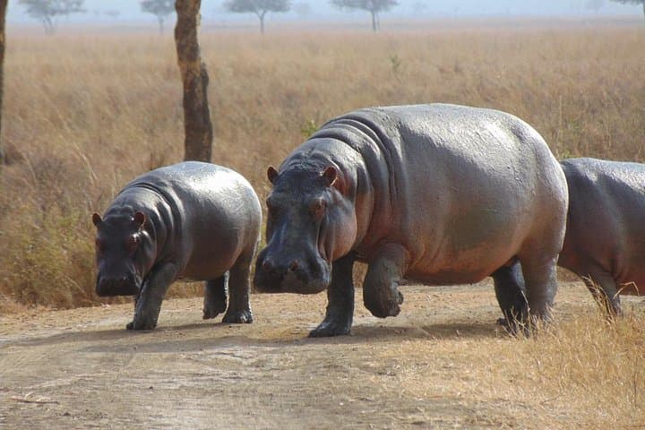 Private Mikumi 1-Day Safari from Zanzibar — Full-Day Wildlife Experience photo 3