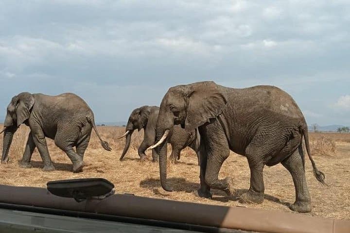Private Mikumi 1-Day Safari from Zanzibar — Full-Day Wildlife Experience photo 4