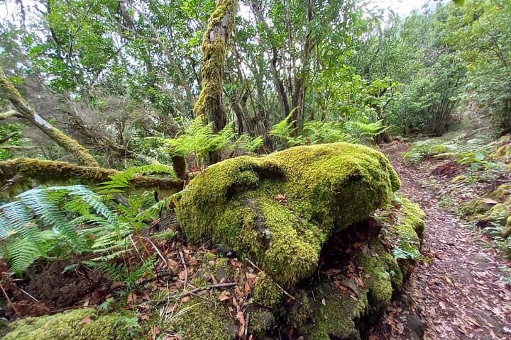 Masca From Above: Tenerife Ridge Hike with Laurel Forest & Teide Views photo 4