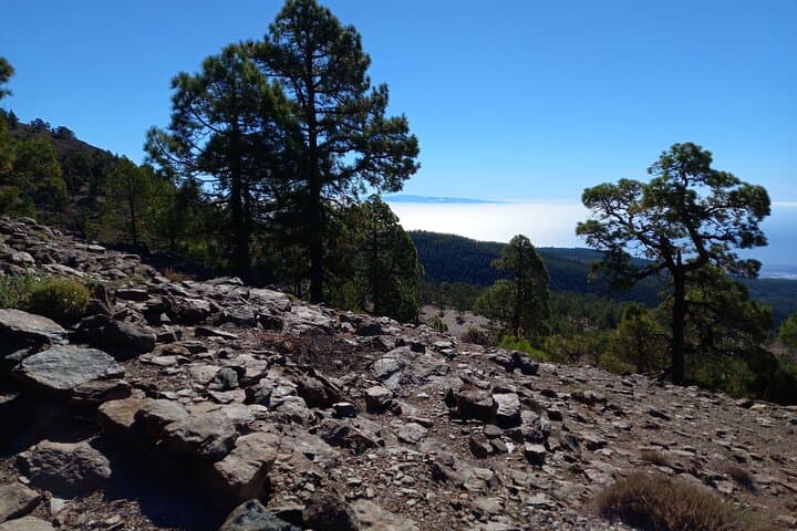 Guided Hiking Across Tenerife: Volcano Trails, Coastal Cliffs & Laurel Forests photo 4
