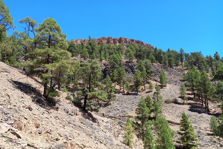 Guided Hiking Across Tenerife: Volcano Trails, Coastal Cliffs & Laurel Forests photo 6