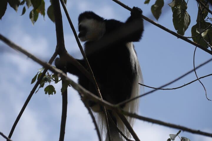 7-Day Rongai Route Kilimanjaro Climb: Remote Summit via the North Approach photo 3