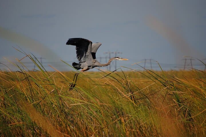 Explore the Florida Everglades: Private Airboat Tour and Wildlife Encounter photo 4