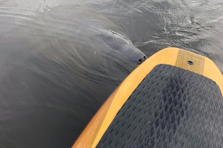 Orlando Manatee Kayak & Olde Florida History Tour on the St. Johns River photo 4
