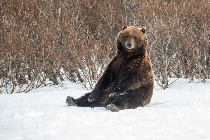 Anchorage Winter Wildlife & Sunset Tour: Turnagain Arm to AWCC photo 4