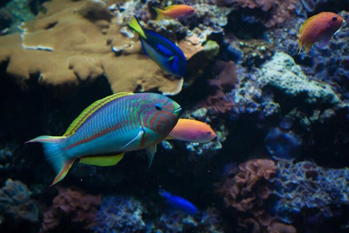 Underwater Trails of Plemmirio: 2-Hour Certified Dive in Syracuse photo 3