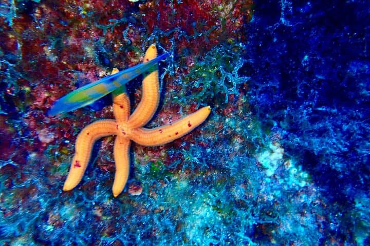 Underwater Trails of Plemmirio: 2-Hour Certified Dive in Syracuse photo 6