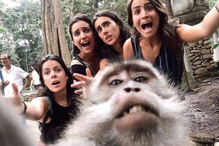 Full-Day Ubud Tour: Monkey Forest, Tirta Empul, Tegalalang Rice Terrace & Waterfall photo 4