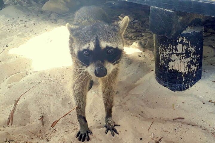 Private Cozumel Island Tour — Punta Sur National Park & East‑Coast Beach Break photo 5