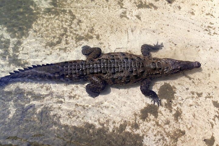 Private Cozumel Island Tour — Punta Sur National Park & East‑Coast Beach Break photo 6