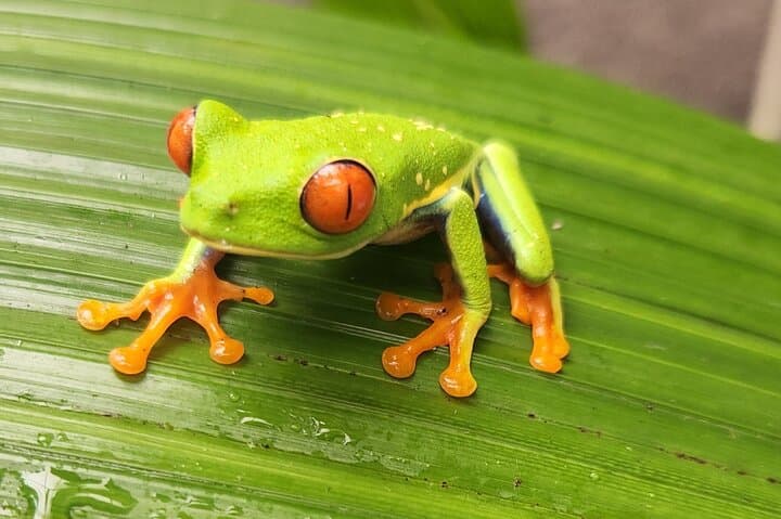 Explore Poás Volcano, La Paz Waterfall Gardens & Costa Rican Coffee Plantations in a Full Day Tour photo 5