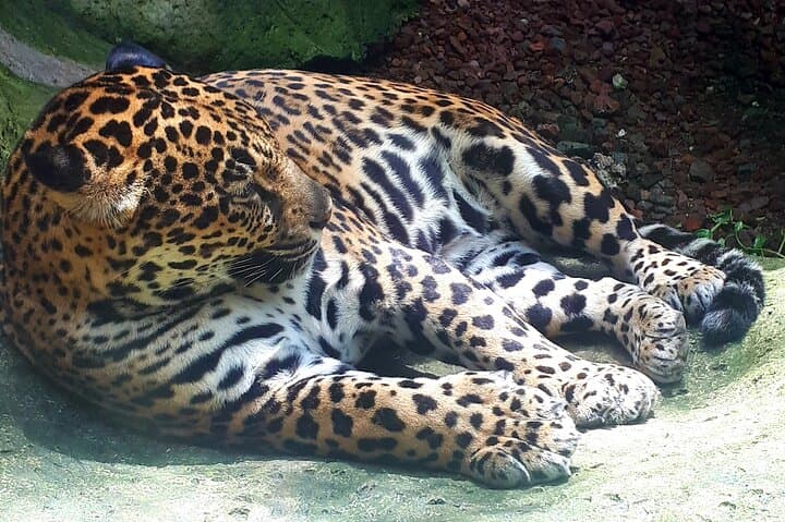 Explore Poás Volcano, La Paz Waterfall Gardens & Costa Rican Coffee Plantations in a Full Day Tour photo 4