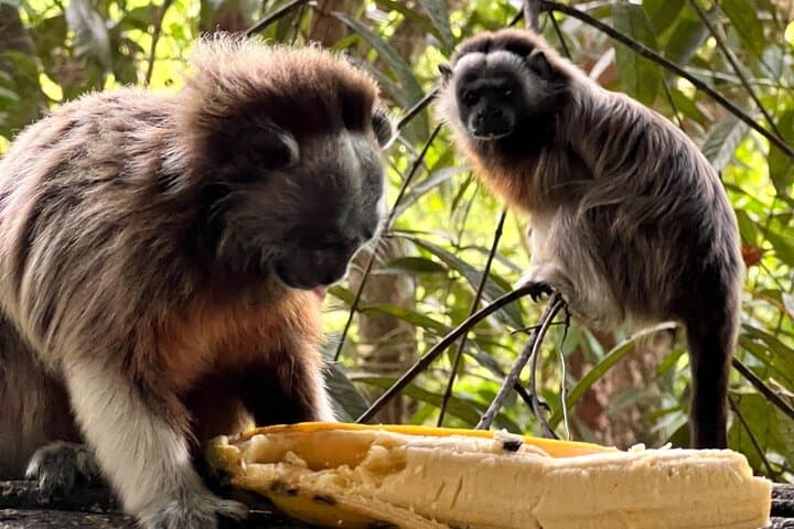2-Day Guatapé & San Rafael Private Tour: Helicopter, Boat, Jungle Birding photo 2