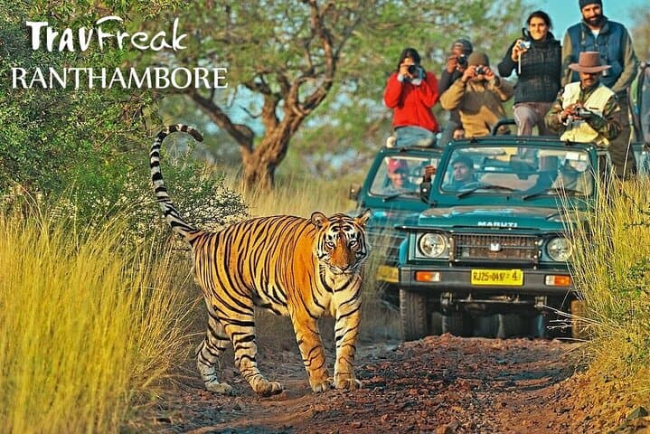 Wild Tigers & Forts: Private Ranthambore Safari from Jaipur