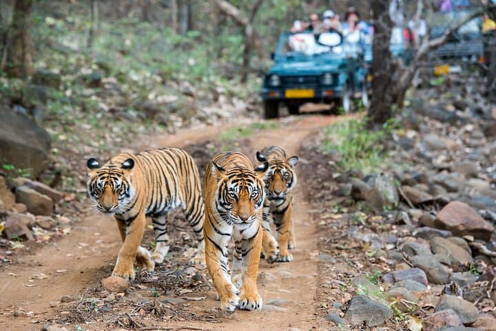 Wild Tigers & Forts: Private Ranthambore Safari from Jaipur photo 2